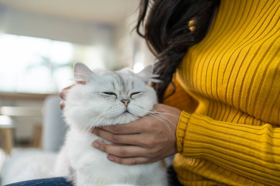 close up hands of woman holding little cat